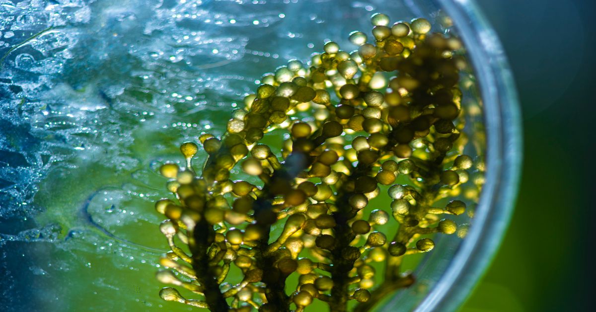 Microalgae Growth - WhatNext